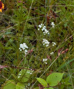 Eden Brothers Southeast Wildflower Mixed Seeds for Planting, 1 lb, 480,000+ Seeds with Cornflower, Blanket Flower | Attracts Pollinators, Plant in Spring or Fall, Zones 3, 4, 5, 6, 7, 8, 9, 10 1 Pound 44 815FtDBibVL