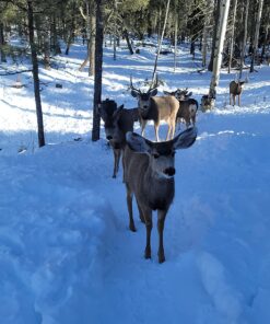 Moultrie Feed Station, Choose Model Feed Station II 35 815HEA1gL