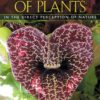 The Secret Teachings of Plants: The Intelligence of the Heart in the Direct Perception of Nature 100 815HUlbUa6L