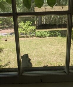 Tranquil Outdoors Large Acrylic Window Bird Feeder: Strong Removable Suction Cup Mounted Outdoor Bird House Feeder, Clear Birdfeeders for Large & Small Birds. Best See Thru Feeder for Bird Watching 65 815IirWG8IL