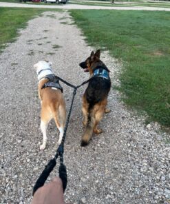 tobedri Comfortable Dual Dog Leash Tangle Free with Shock Absorbing Bungee Reflective 2 Dog Leashes for Large Medium Small Dogs Dogs weight 25-100lbs Black 23 815O10jvNzL