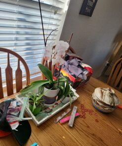 Miracle-Gro Ready-To-Use Orchid Plant Food Mist, 8 oz., Feeds Plants Instantly, 1 Pack 44 815RSH hJVL