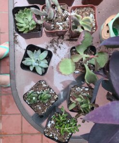 Shop Succulents Unique Succulent Plant Pack Bulk Collection - Live Mini Succulent Plants, Low Maintenance, Exceptional Colors & Textures - Wedding and Party Favors, Gift & Garden, Pack of 20 20-Pack Succulent Packs 56 815UcFQM0JL