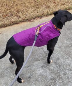Kurgo Loft Dog Jacket, Reversible Dog Coat, Wear with Harness or Sweater, Water Resistant, Reflective, Winter Coat For Medium Dogs (Deep Violet, M) Deep Violet/Charcoal 43 815WALVDTlL