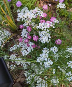 Eden Brothers All Perennial Wildflower Mixed Seeds for Planting, 1/4 lb, 120,000+ Seeds with Lupine, Shasta Daisy | Attracts Pollinators, Plant in Spring or Fall, Zones 3, 4, 5, 6, 7, 8, 9, 10 1/4 Pound 60 815XXbtT2CL