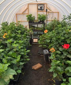 Bonide Turbo Spreader Sticker, 8 oz Concentrate, Help Garden Products Stick to Plants, Increase Coverage and Penetration 15 815YFMGftYL