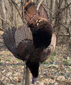 AVIAN-X LCD Breeder Hen Turkey Decoy | Durable Realistic Lifelike Collapsible Standing Hunting Decoy with Carry Bag & Stake, AVX8008 32 815YZjlMj8L