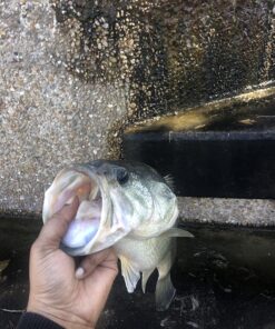 Chill-N-Reel Fishing Can Cooler (from Shark Tank) | Hard Shell Drink Holder with Hand Line Reel Attached | Fits Any Standard Insulator Sleeve or Coozie | Unique Fun Fishing Gift Camo 29 815d8wb8aWL