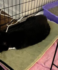 K&H Pet Products Heated Thermo-Kitty Mat, Indoor Heated Cat Bed, Pet Heat Pad for Indoor Cats and Small Dogs, Cat Heating Pad, Electric Thermal Warming Cat Bed Mat, Sage/Tan 12.5 X 25 Inches Pet Bed 35 815dxWVgdhL