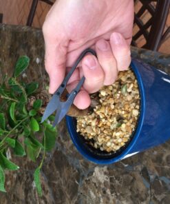 Bonsai Pruning Scissors 5 PCS, Small Pruner Shears, Bud Leaves Trimmer, Garden Shears for Plants, Gardening Clippers for Flower, Stainless Steel Bud and Bonsai Trimming Pruners Trimmers 27 815hyQJTZeL