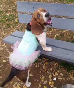 Organic Yarrow Flower Powder, 1 lb (453 g) 6 815iPsn3CkL