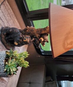 Zeckos Rustic Black Bear Family Table Lamp - Lodge-Inspired Home Lighting - 20" Tall Resin Construction - Charming Bear Face Print Shade - Ideal for Cabins and Dens 16 815jMKxrYoL