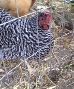 Happy Hen Treats Spiral Leg Bands for Pets, Size 11 17 815kjijG0L