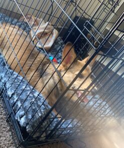 MidWest Homes for Pets Dog Crate Life Stages 36' Double Door Folding Metal Dog Crate | Divider Panel, Floor Protecting Feet, Leak-Proof Dog Pan | 35.63 in x 24.45 in x 21.93 in ,Intermediate Dog Breed 36.0"L x 23.0"W x 25.0"H Lifestages; Double Door 46 815lz4rRPNL