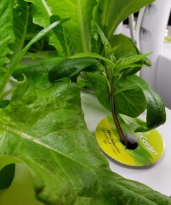 AeroGarden Salad Greens Mix Seed Pod Kit, 7 pod 29 815mKNBNPhL