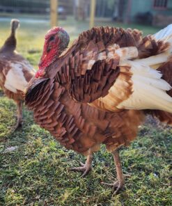 Banixx for Pecking Sores, Bumble Foot, Fowl Pox, Raw Vent Area Infection, Chicken Leg/Foot Injuries 8 815nUMORuQL