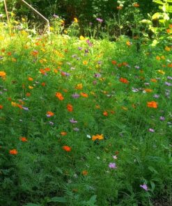 Big Pack - Cosmos USA Mix (8,000+) Flower Seeds By MySeeds.Co (Big Pack - Cosmos Mix) 56 815no1w7NL 1