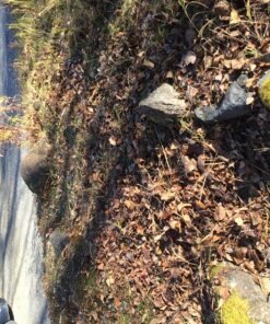 Kasoyo Japanese Steel Grass Sickle w/Wooden Handle Kama 180mm No.130 20 815o0dEGoCL