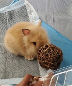 Ware Manufacturing Willow Branch Ball for Small Animals - 4-inch 1-Pack 19 815tU WrtFL