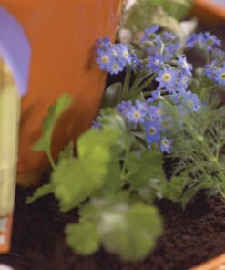 My Fairy Garden - Magical Cottage 29 815uqz z9eL