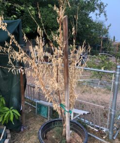 Humboldts Secret Golden Tree: Best Plant Food for Plants & Trees - All-in-One Concentrated Additive - Vegetables, Flowers, Fruits, Lawns, Roses, Tomatoes & More (16 Ounce) 16 Ounce 42 815wl5Q5a3L