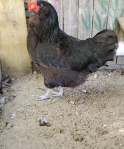 Weilan 21 PCS Pinless Peepers with Pliers Chicken Peepers Eye Glasses Pheasant Poultry Blinders Spectacles Anti-Pecking Plier Tool(Red) 21 Pcs Red Large 26 815yeRy7L