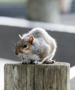 Nikon D500 DX-Format Digital SLR with 16-80mm ED VR Lens Black 75 815zqKOl0zL