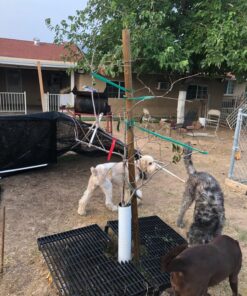 Humboldts Secret Golden Tree: Best Plant Food for Plants & Trees - All-in-One Concentrated Additive - Vegetables, Flowers, Fruits, Lawns, Roses, Tomatoes & More (16 Ounce) 16 Ounce 43 8163Dj5ksOL