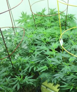 Fox Farm FX14049 Liquid Nutrient Trio Soil Formula: Big Bloom, Grow Big, Tiger Bloom (Pack of 3 - 32 oz. bottles) 25 8165WE6J8YL