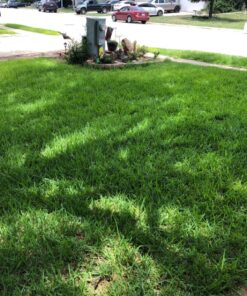 Maxicrop Liquid Seaweed (Kelp Extract, 32 Oz 33 8168N6XkL