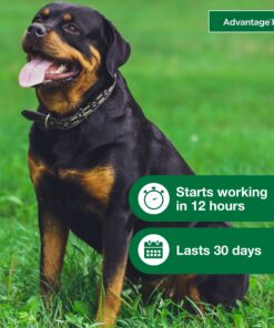 Advantage II XL Dog Vet-Recommended Flea Treatment & Prevention | Dogs Over 55 lbs. | 4-Month Supply 4-Pack 29 8169Ad E3ZL