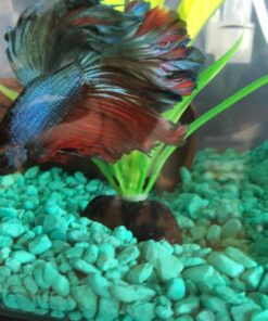 Hikari Betta Revive.08oz 15 816BwDJQ3ML