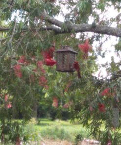 Stokes Select Bird Feeder, Metal Hopper Bird Feeder, 4 Feeding Ports, 3.6 lb Bird Seed Capacity, Copper Finish 48 816DxFsOZgL