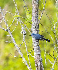 Nikon D500 DX-Format Digital SLR (Body Only), Base 109 816HhZ0S27L