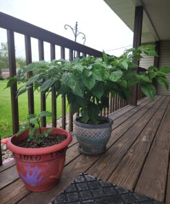 Moruga Scorpion Pepper - Grow Your Own Hottest Pepper in the World! - 2,000,000SHU 3oz/85gr 30 816IeOVNjqL 1