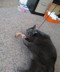 The Natural Pet Company Cat Toys Collection in Gift Box 26 816OX2kkScL