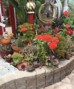 Camco GardenPURE Carbon Water Hose Filter | Filters Water from Your Garden Hose to Improve Plants Health and Provide Fresh Water for Pets and Animals | Great for Gardening and Farming (40691), White 13 816OfQJLuCL