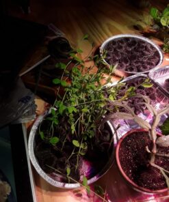 AGLEX 420W COB LED Grow Light, Full Spectrum Plant Grow Lamp with Daisy Chain Veg and Bloom Switch for Hydroponic Greenhouse Indoor Plant Veg and Flower (C2000) C2000 45 816PJq5beUL