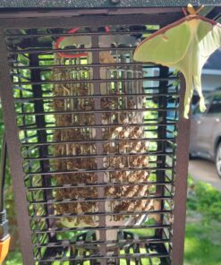 Flowtron Bug Zapper, 1 Acre of Outdoor Coverage with Powerful 40W Bulb & 5600V Instant Killing Grid, Electric Insect, Fly & Mosquito Zapper, Made in The USA 32 816RVOeYOBL