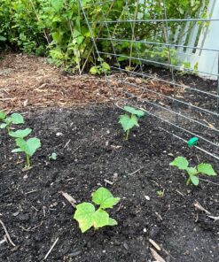 Neptune's Harvest Organic Hydrolized Fish & Seaweed Fertilizer 36 0z 36 Ounce 20 816UkXdNWYL