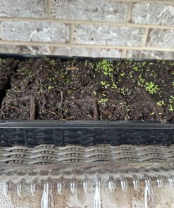 6000 Creeping Daisy Seeds - Annual, Full Sun Daisy 7 816byzJvIpL