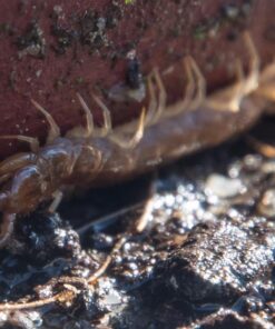 Nikon D500 DX-Format Digital SLR with 16-80mm ED VR Lens Black 77 816dJERR8RL