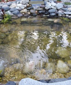 API POND ACCU-CLEAR Pond Water Clarifier 16-Ounce Bottle Pond Treatment 16 oz 24 816dVfxBozL