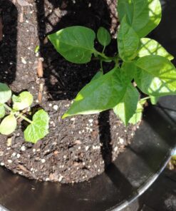 Seed Needs, Cucamelon Seeds - 65 Heirloom Seeds for Planting Melothria scobra - Mexican Sour Gherkin Non-GMO & Untreated, Boasts a Light Citrus Flavor, (2 Packs) 2 Packs (130 Seeds) 47 816dq6vCJbL