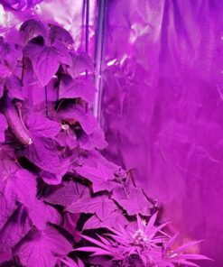 Survival Essentials Garden Heirloom Seed Vault, 100 Variety, Over 17,500 Vegetable, Fruit, and Herbs Seeds, Non-GMO, Non-Hybrid, Plus Free Microgreens Kit 53 816eTuwHB7L