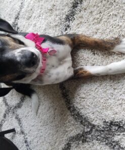 Glandex Anal Gland Soft Chew Treats with Pumpkin for Dogs Digestive Enzymes, Probiotics Fiber Supplement for Dogs Boot The Scoot (Peanut Butter Chews, 30ct) Peanut Butter Chews 37 816earjQwfL