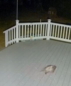 Audubon Park 12243 Critter Crunch Wild Bird and Critter Food, 15-Pounds 31 816g2JSoBNL