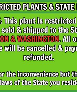 Alternative view of Greenwood Nursery/Live Shrub Plants - 'Black Knight' Butterfly Bush + Buddleja Davidii - [Qty: 1x Pint Pot] - (Click for More Options/Quantities) BUDDLEJA - 'Black Knight' Butterfly Bush 1 Pot