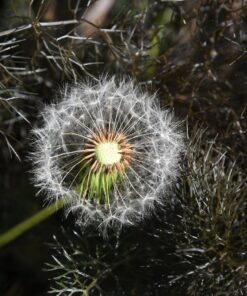 Nikon D500 DX-Format Digital SLR with 16-80mm ED VR Lens Black 78 816j1ZV4U1L