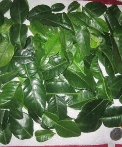 Fresh Kaffir Lime Leaves (Thai Lime Leaves) 1 Oz. ใบมะกรูด, 21 816kpNV0nwL